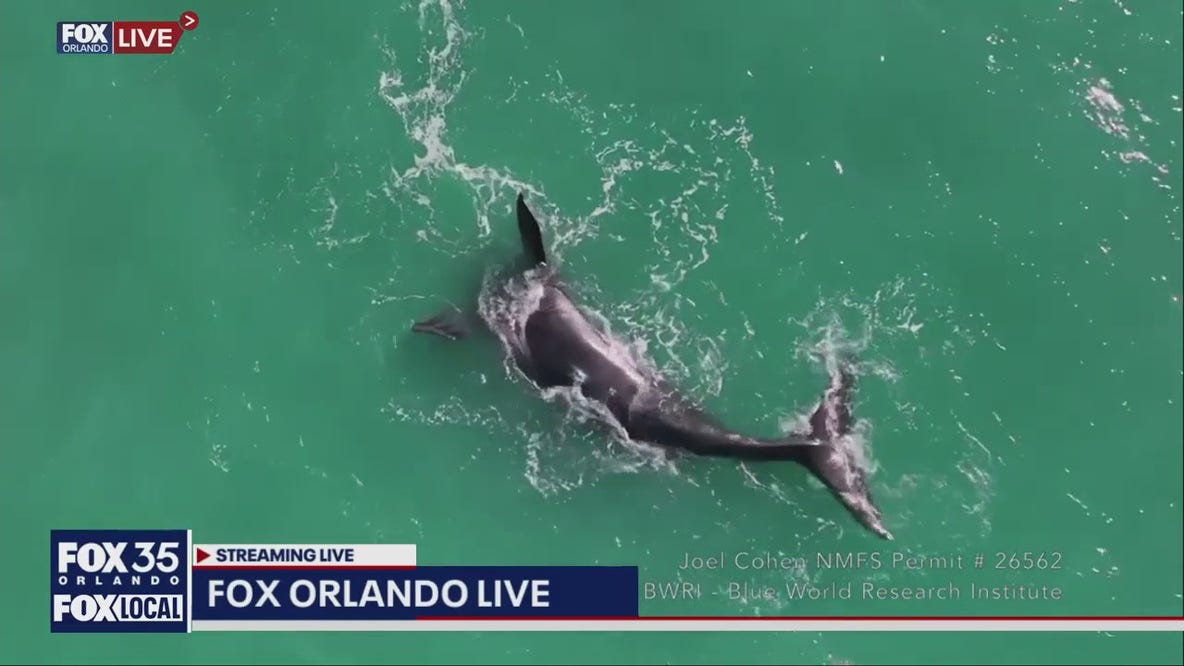 Right whale spotted near Florida: Why it's a big deal